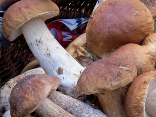 Menu a base di Pesce e Porcini 2026