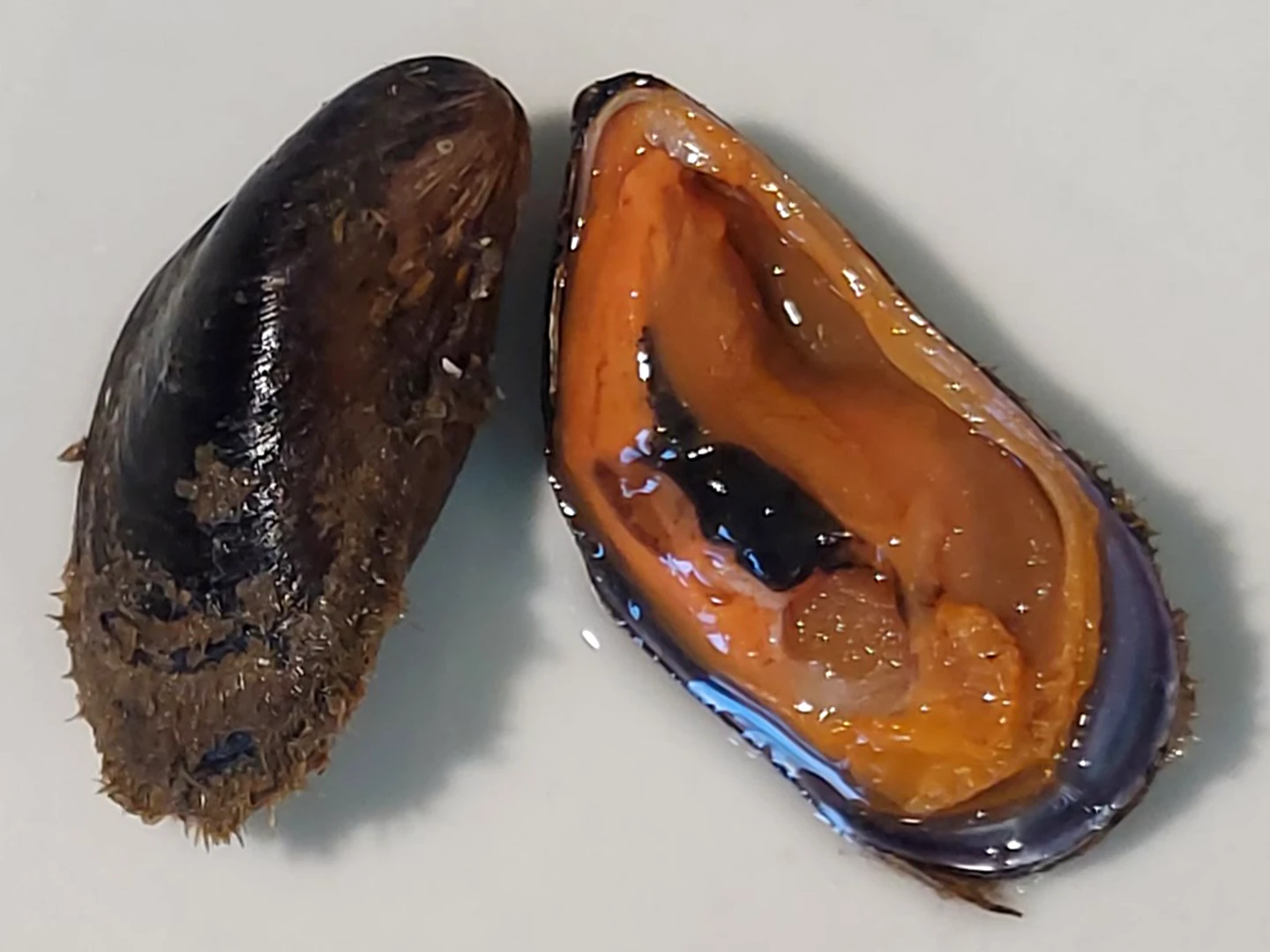 COZZE PELOSE