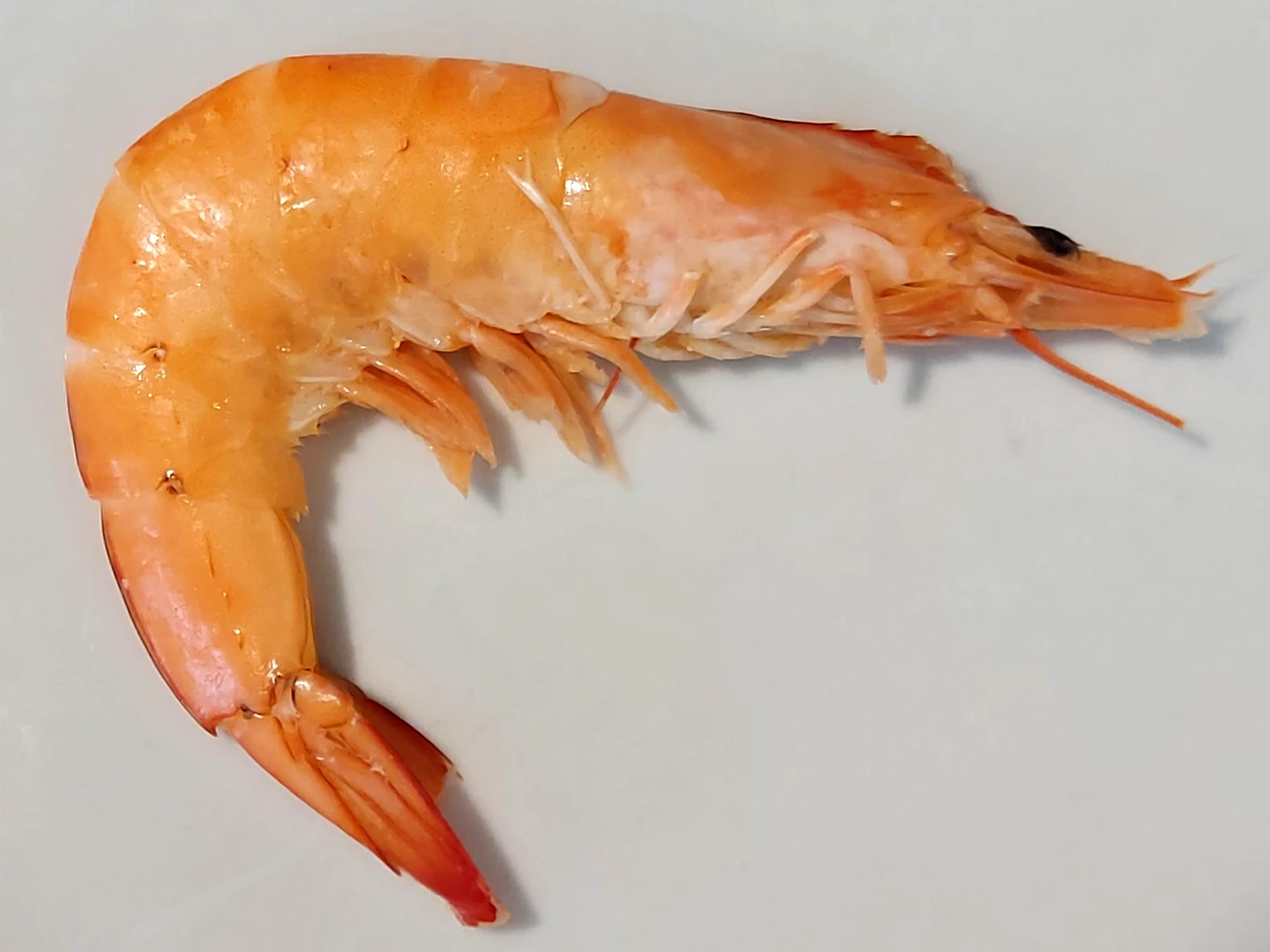 MAZZANCOLLE TROPICALI PRECOTTE