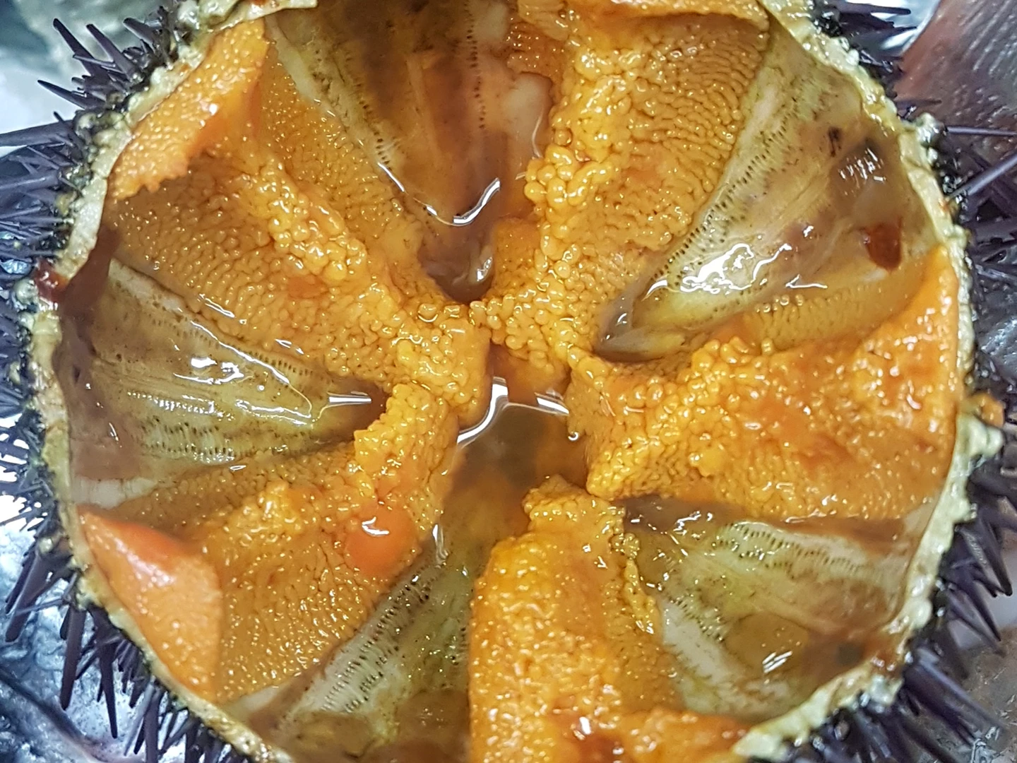 RICCI DI MARE (DA OTTOBRE AD APRILE)